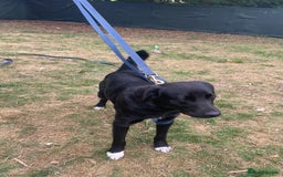 Mixed Breed dogs for adoption: Meet DIESEL, a smart Boy for the Right Loving Home - Advert 13