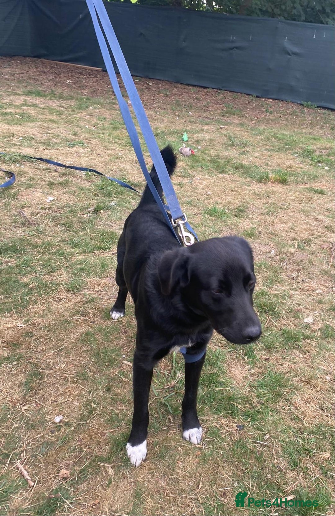 Mixed Breed dogs for adoption: Meet DIESEL, a smart Boy for the Right Loving Home - Advert 13