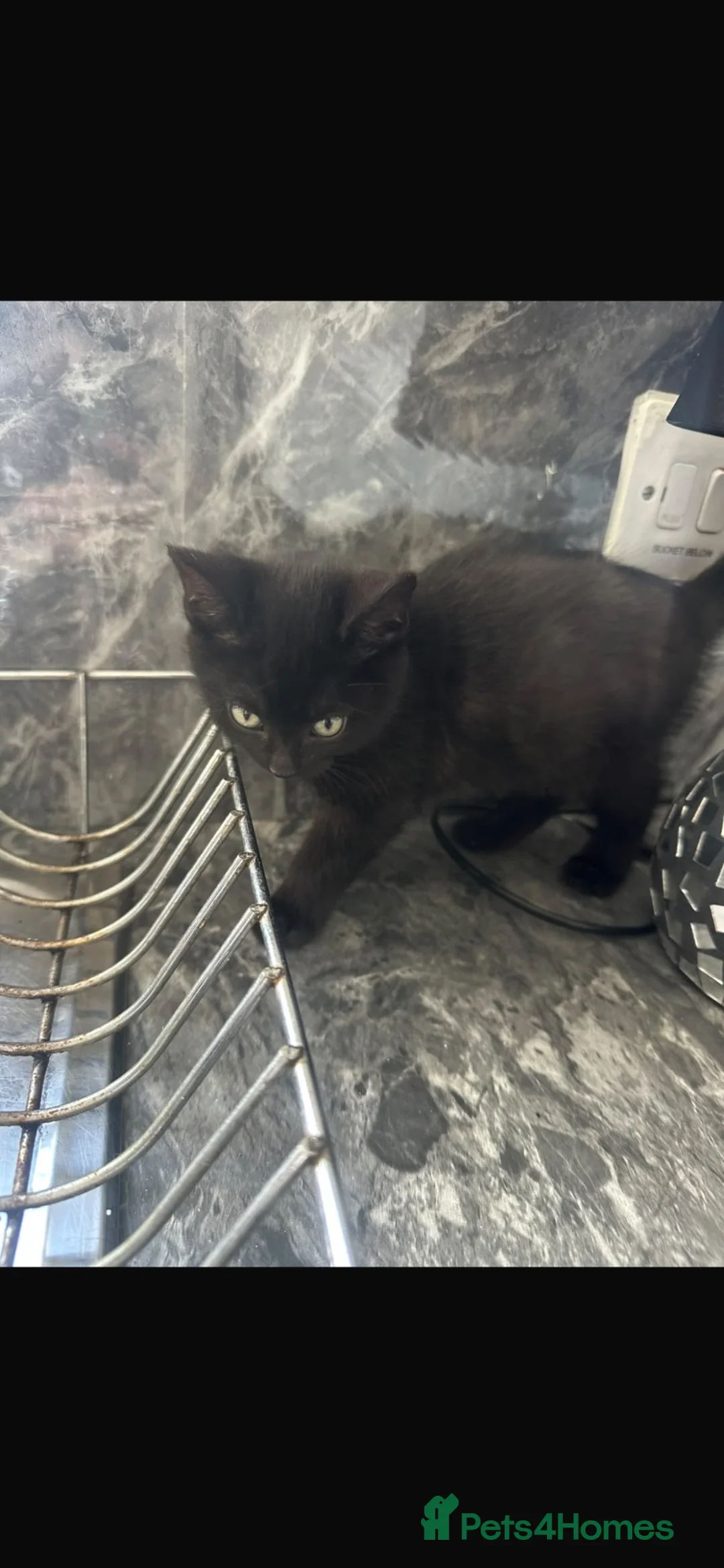 Mixed Breed cats for sale: 4 black kittens with various stripes  in Nottingham - Advert 10