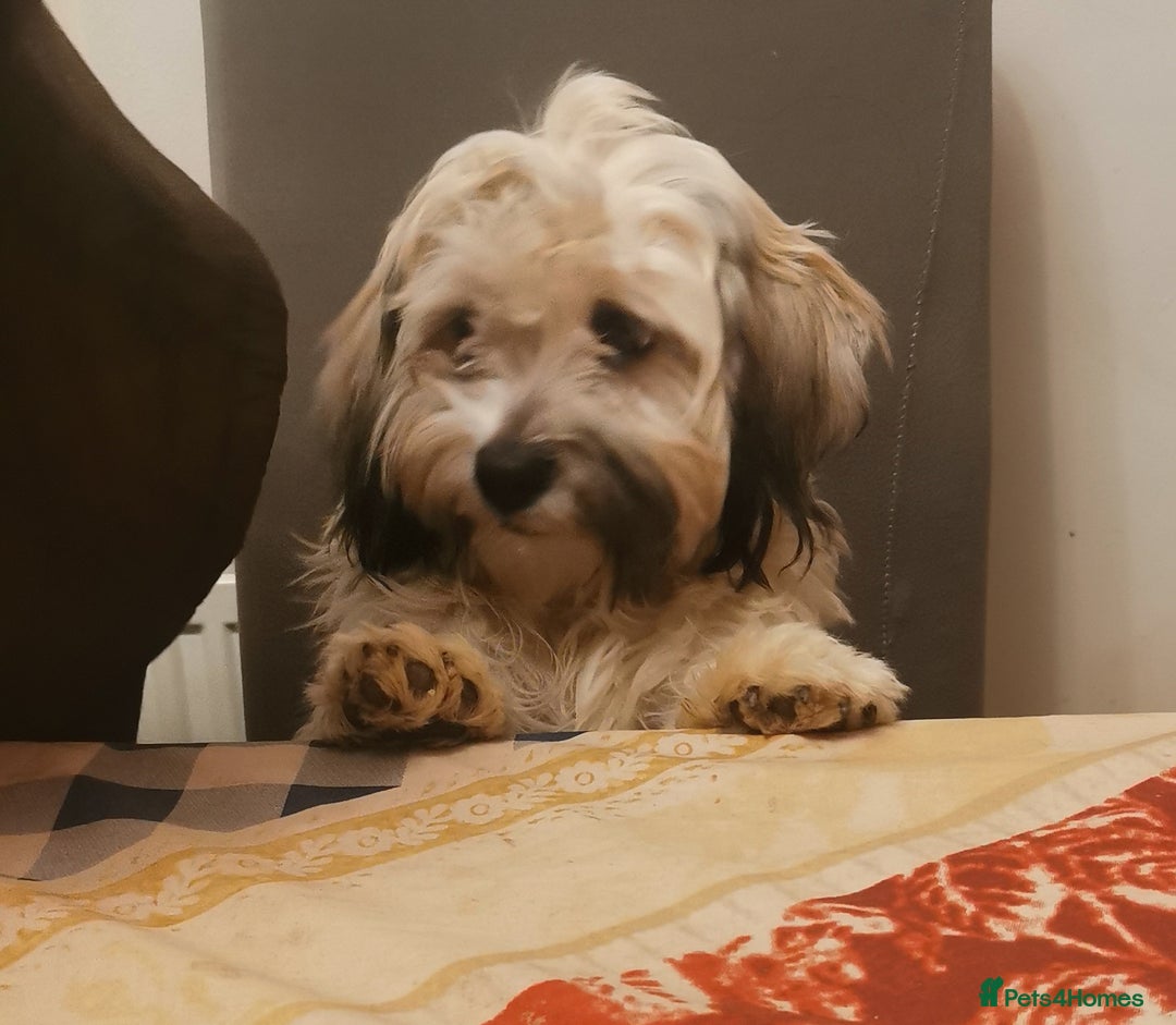 Mixed Breed dogs for sale: Beautiful puppies  - Image 6