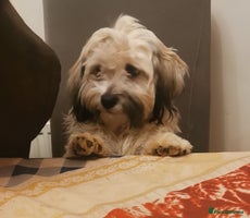 Mixed Breed dogs Beautiful puppies - Advert 5