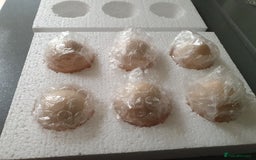 Chickens poultry for sale: Blue Bearded Silkie Hatching eggs with *Guarantee* - Image 7