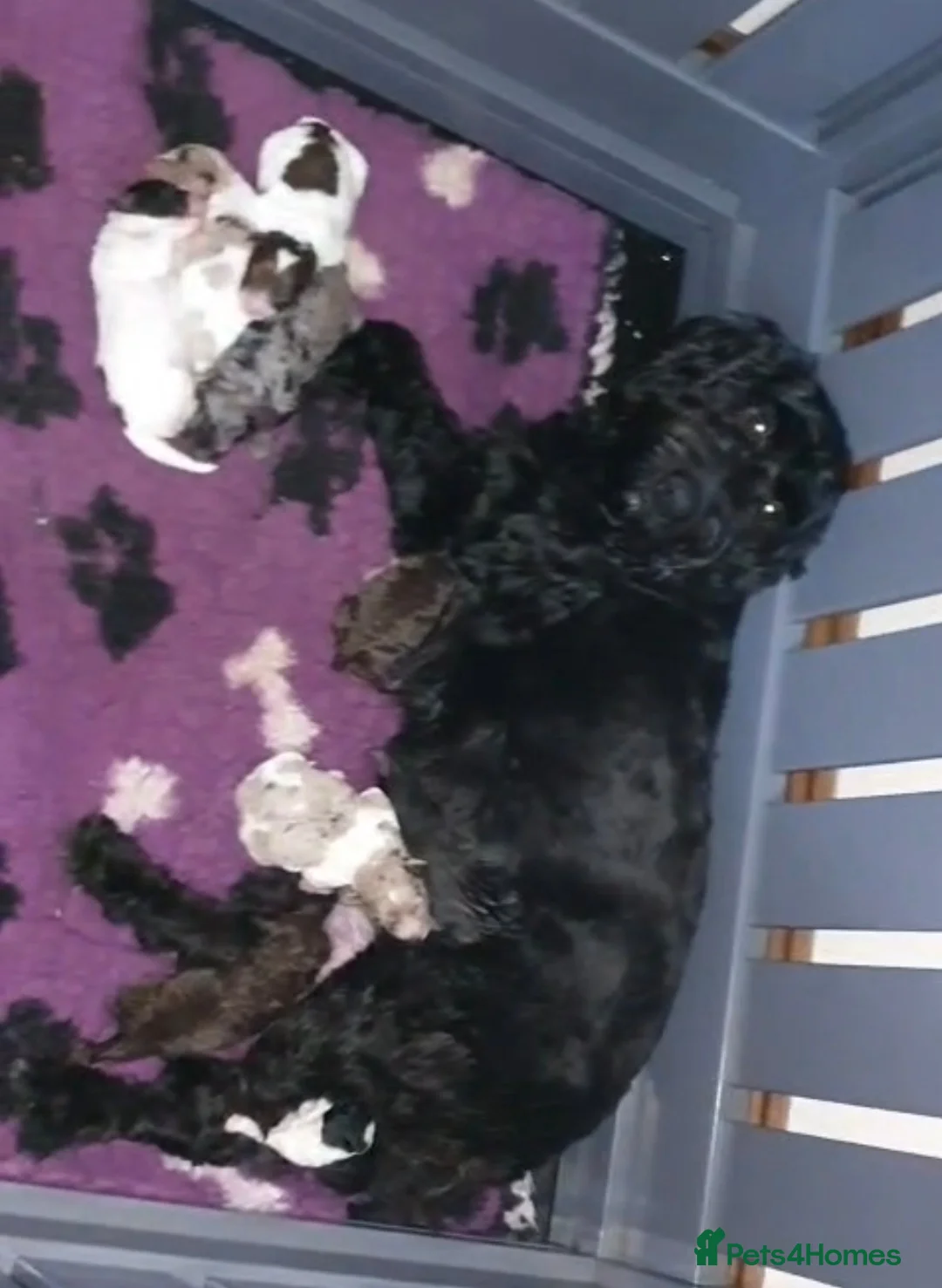 Mixed Breed dogs for sale: STUNNING RARE COLOURS F1B GOLDENDOODLE LITTER - Advert 38