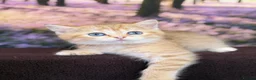 British Shorthair cats for sale: British Shorthair golden blue eyed kittensGCCF - Advert 3