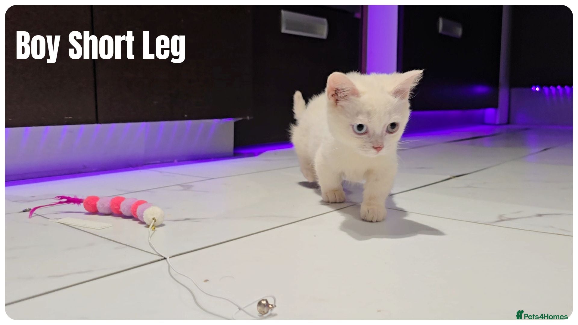 Munchkin cats Munchkin kittens - Advert 1