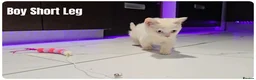 Munchkin cats for sale: Munchkin kittens odd-eyed - Advert 1