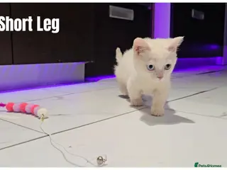 Munchkin cats Munchkin kittens - Advert 1