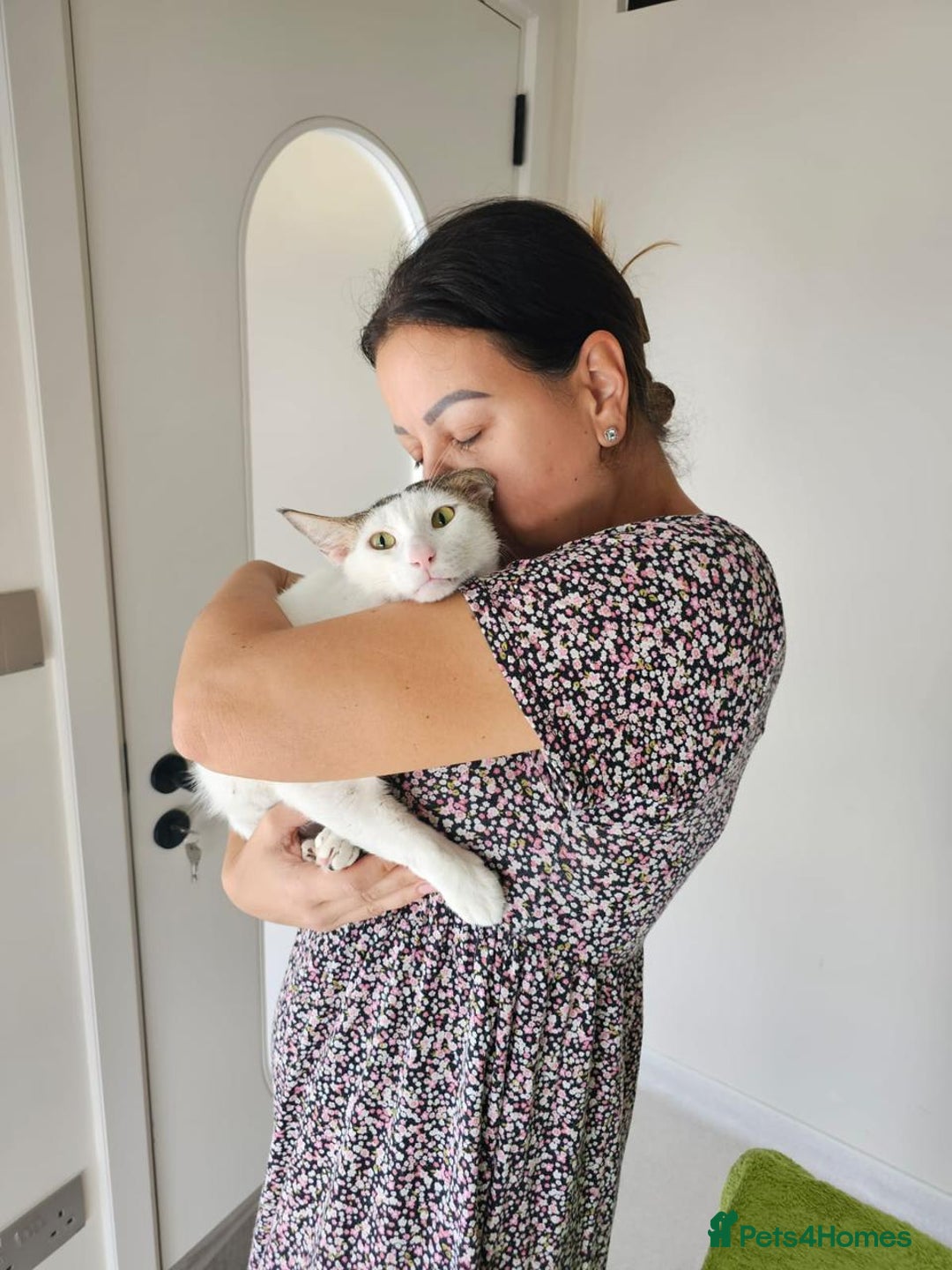 Mixed Breed cats for adoption: 3 year old Indoor Cuddle Buddy  - Image 2