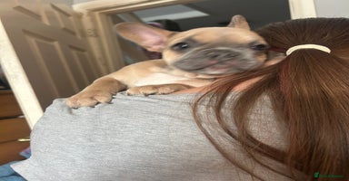 French Bulldog dogs - Advert 3