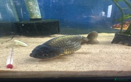Fancy Goldfish fish for sale: 7 fancy gold fish for sale  - Image 4