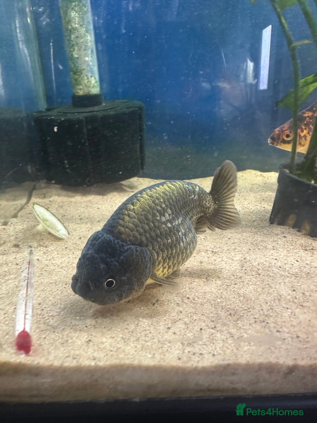Fancy Goldfish fish for sale: 7 fancy gold fish for sale  - Image 4