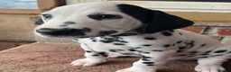 Dalmatian dogs for sale: Stunning Dalmatian puppies KC reg show winners - Advert 24