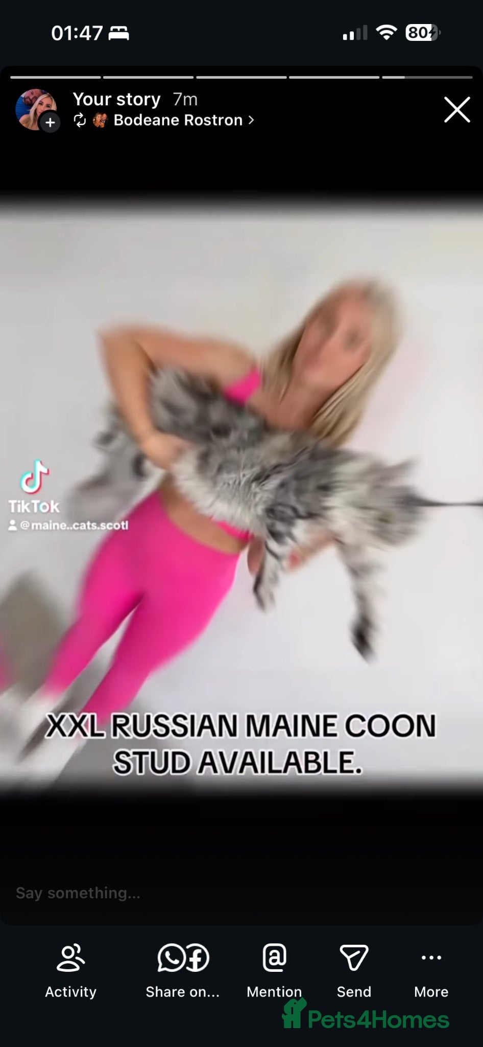 Maine Coon cats XXL RUSSIAN MAINE COON STUD  - Advert 6