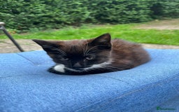 Mixed Breed cats for sale: Beautiful black kitten  - Image 3