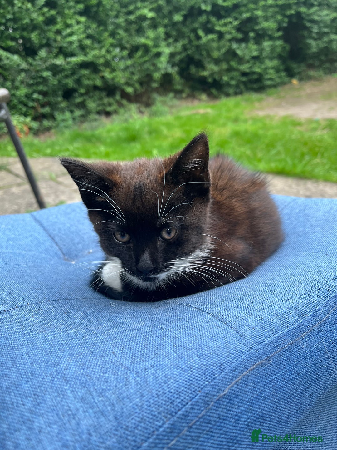 Mixed Breed cats for sale: Beautiful black kitten  - Image 3