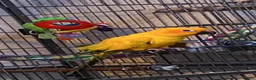Conures birds for sale: Hyper Yellow Sun Conure in Chichester - Advert 1