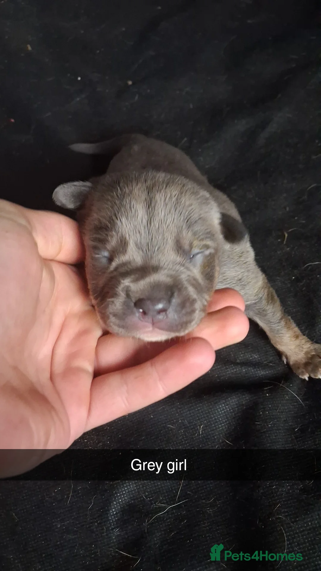 Mixed Breed dogs for sale: Rottweiler cross  - Advert 1