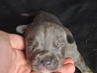 Mixed Breed dogs Rottweiler cross - Advert 1