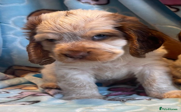Cocker Spaniel dogs for sale - Advert 1