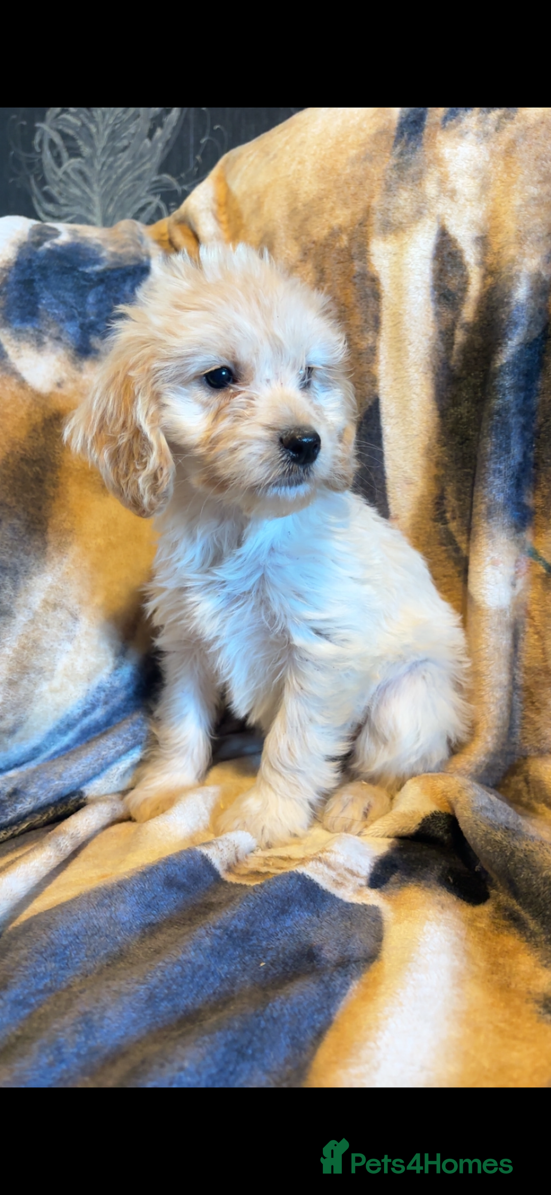 Cockapoo dogs for sale: Cockapoo puppies  - Image 3