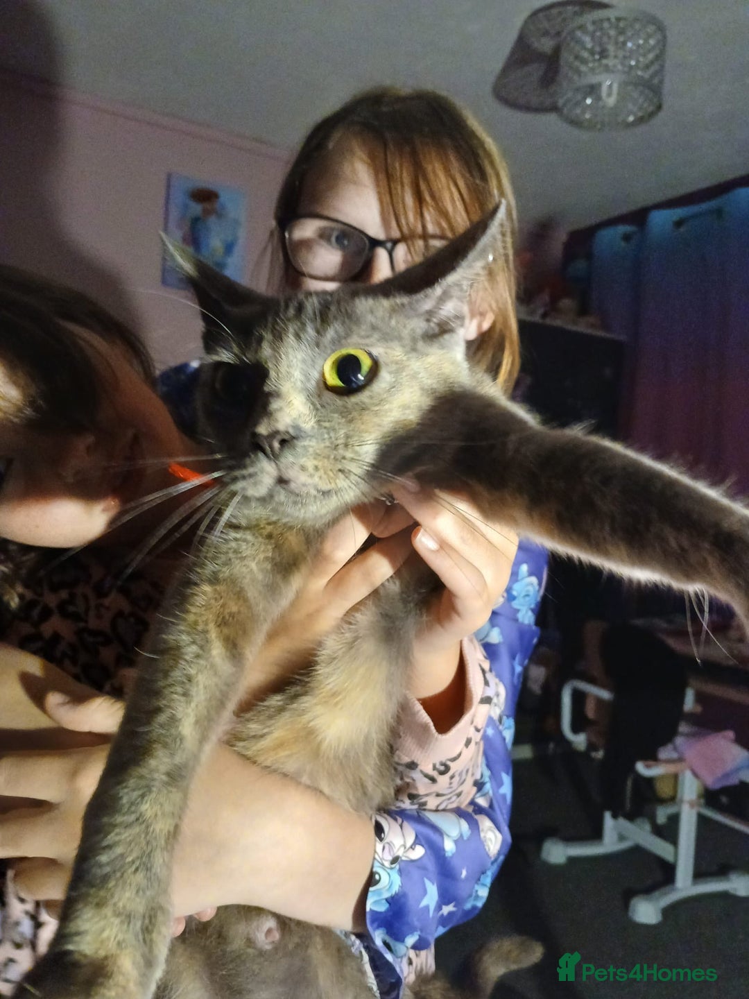 British Shorthair cats for sale: Two beautiful male kittens for sale! - Image 3