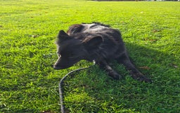 German Shepherd dogs for sale: German shepard 2 yr old - Image 2