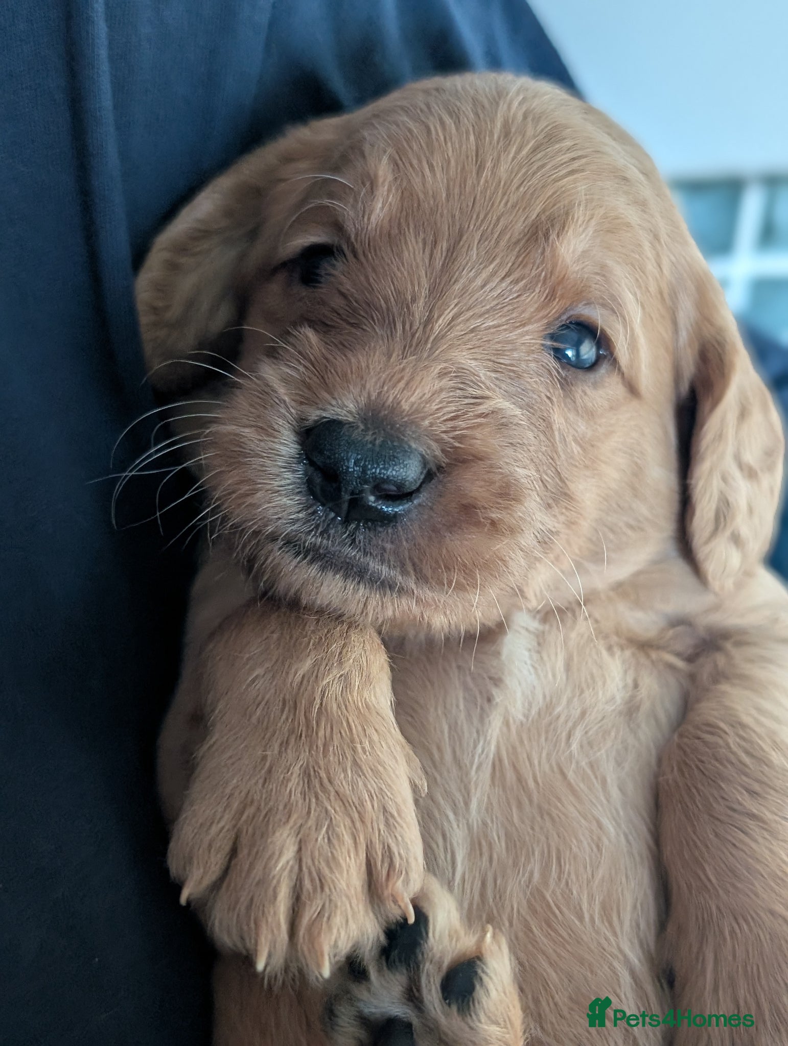 Labradoodle dogs for sale: Unique Labradoodles - Merle, Phantom, Black, Red - Advert 27