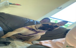 French Bulldog dogs for sale: Female French bulldog  - Image 5