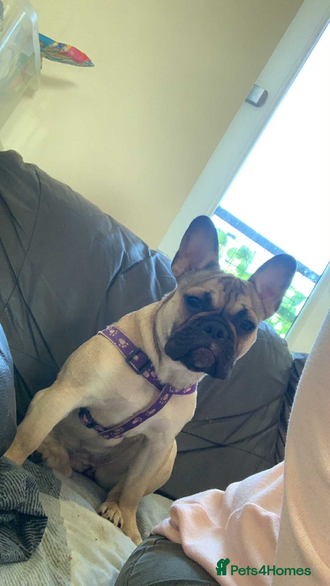 French Bulldog dogs for sale: Female French bulldog  - Image 5