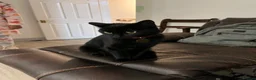 Domestic Shorthair cats for sale: Wendy - Black Cat 🐈‍⬛ - Advert 3