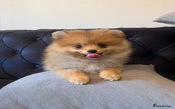 Pomeranian dogs for sale: Beautiful Pomeranian girls  - Image 2