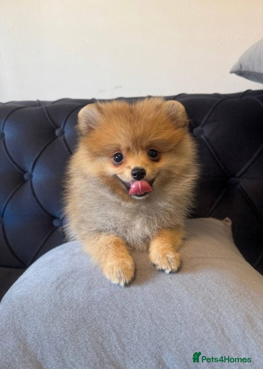Pomeranian dogs for sale: Beautiful Pomeranian girls  - Image 2