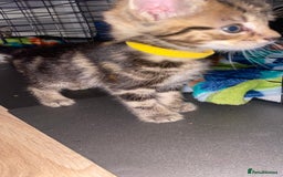 Bengal cats for sale: Litter of five stunning bengal/tabby mix kittens  - Image 18