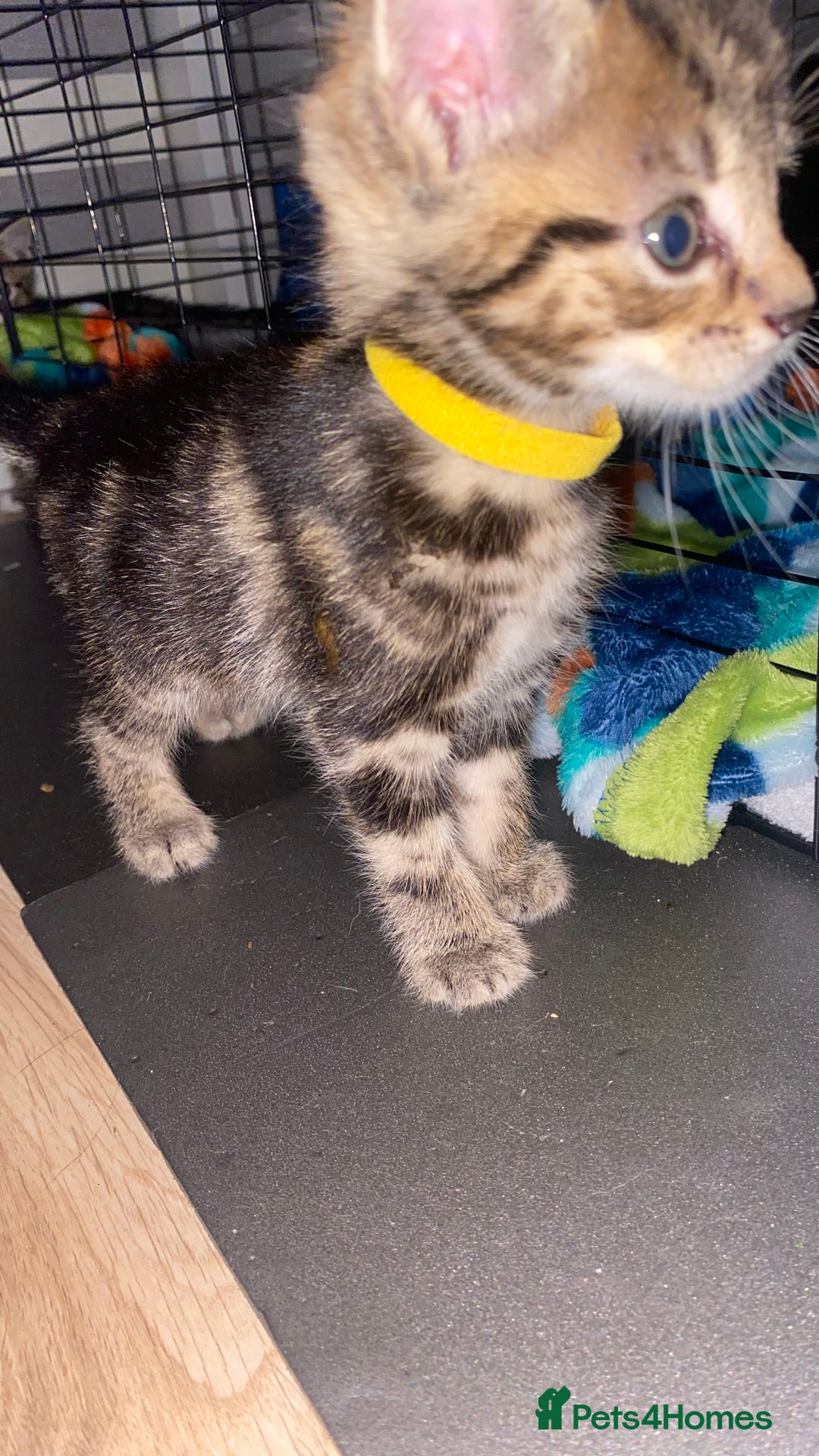 Bengal cats for sale: Litter of five stunning bengal/tabby mix kittens  - Image 18