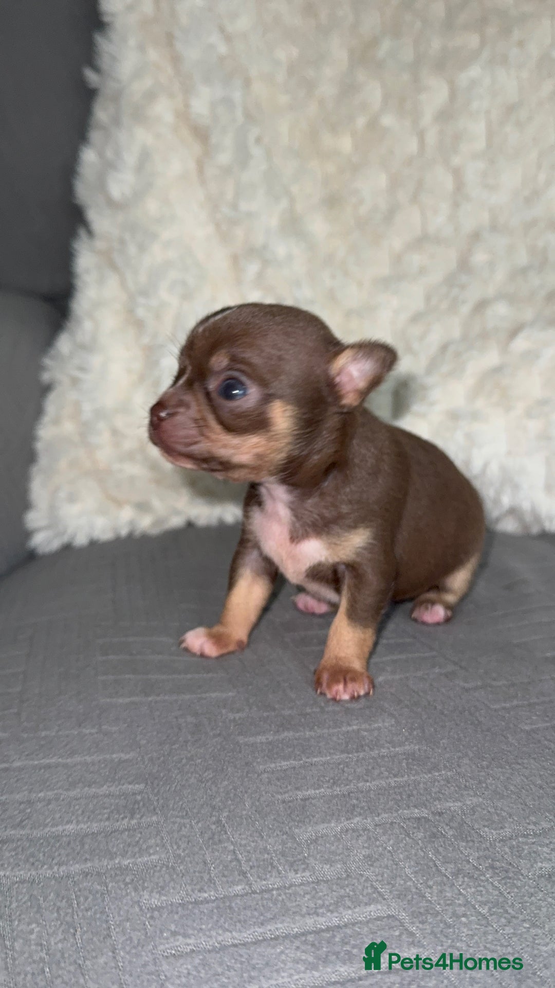 Chihuahua dogs for sale: Tri coloured male chihuahua ready to leave - Advert 3