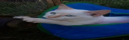Mixed Breed cats for sale: Beautiful 3/4 Ragdoll Kittens  - Advert 8