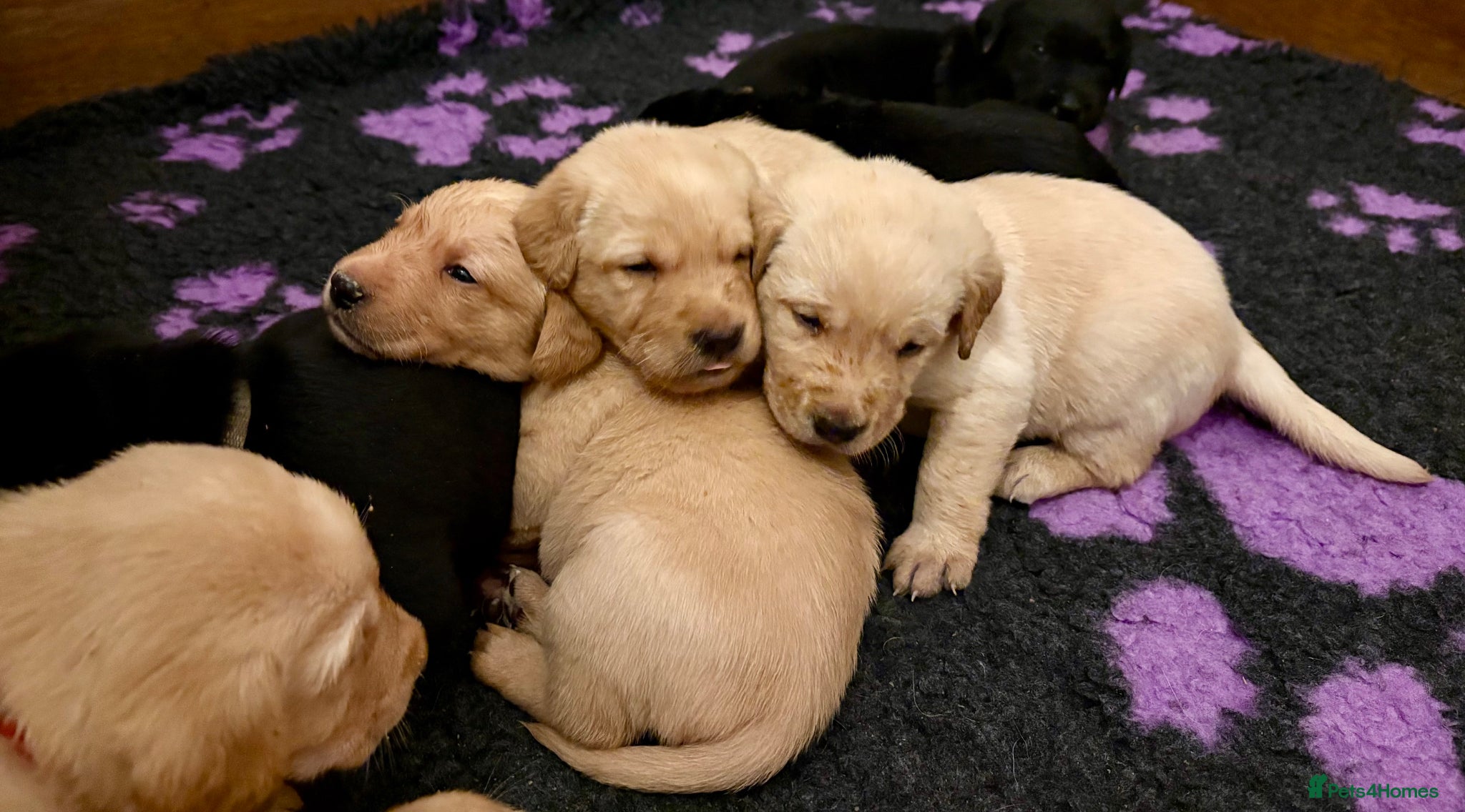 Labrador Retriever dogs 🐾 Beautiful Labrador Puppies 🐾  - Advert 1
