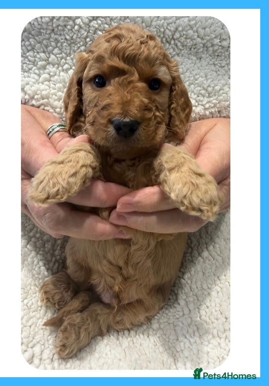 Cockapoo dogs Cockapoo Puppies- Apricot (Toy-Miniature) - Advert 2