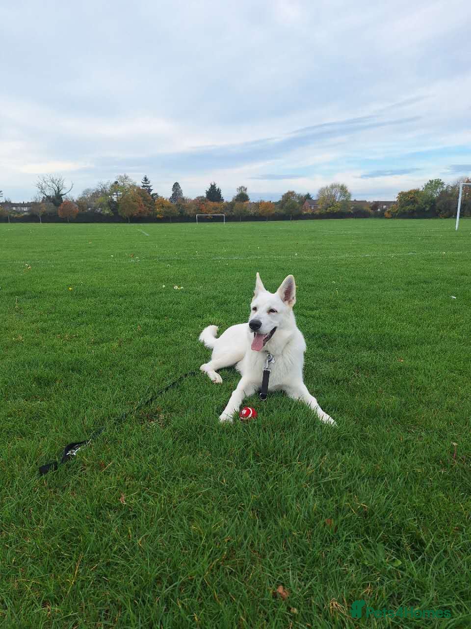 German Shepherd dogs German Shepherd puppy for sale - Advert 1