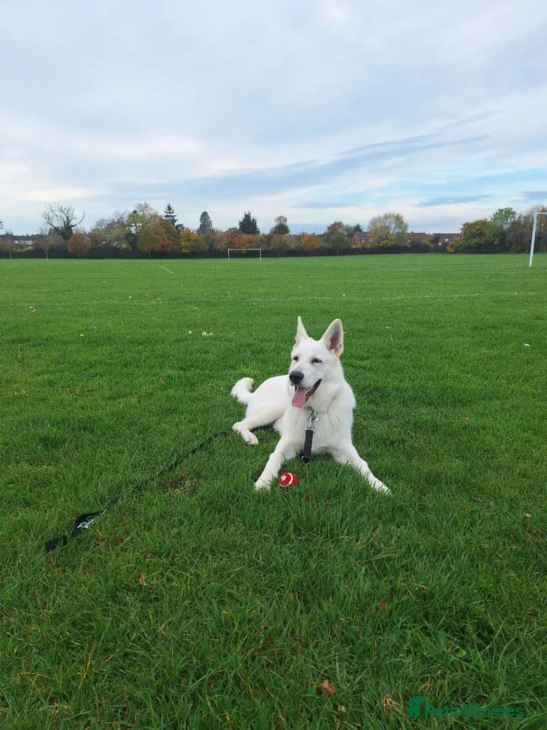 German Shepherd dogs for sale: German Shepherd puppy for sale - Advert 1