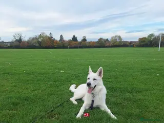 German Shepherd dogs German Shepherd puppy for sale - Advert 1
