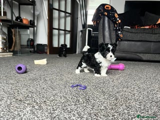 Mixed Breed dogs - Advert 18