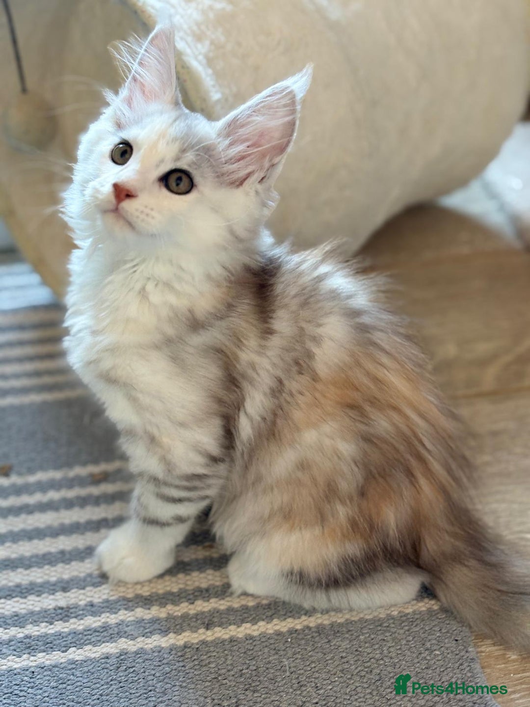 Maine Coon cats for sale: XL Maine Coon Kittens for Sale – TICA Reg - Advert 5