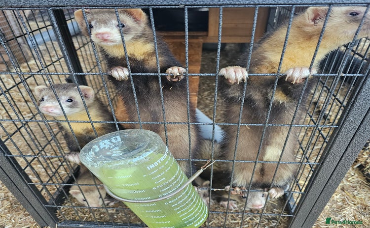 Ferret rodents - Advert 2