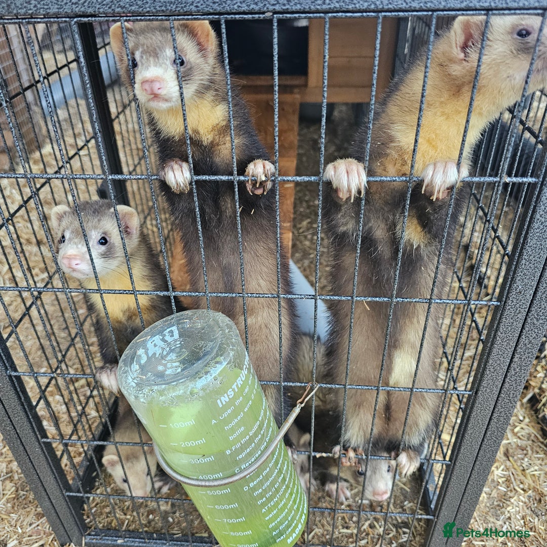 Ferret rodents for sale: 4 hobs kits from working stock for sale - Image 1
