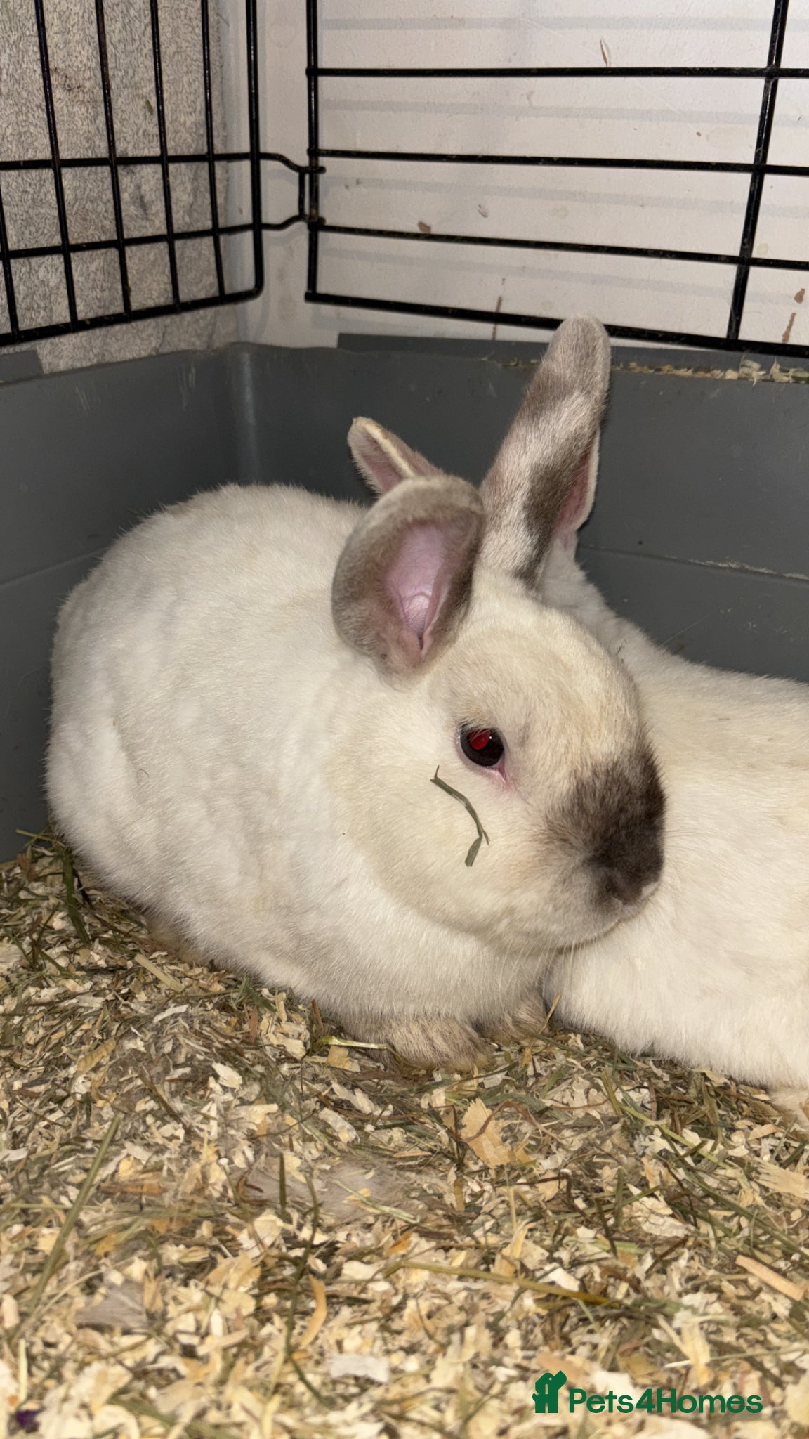 Mixed Breed rabbits 2 BUCKS  - Advert 6