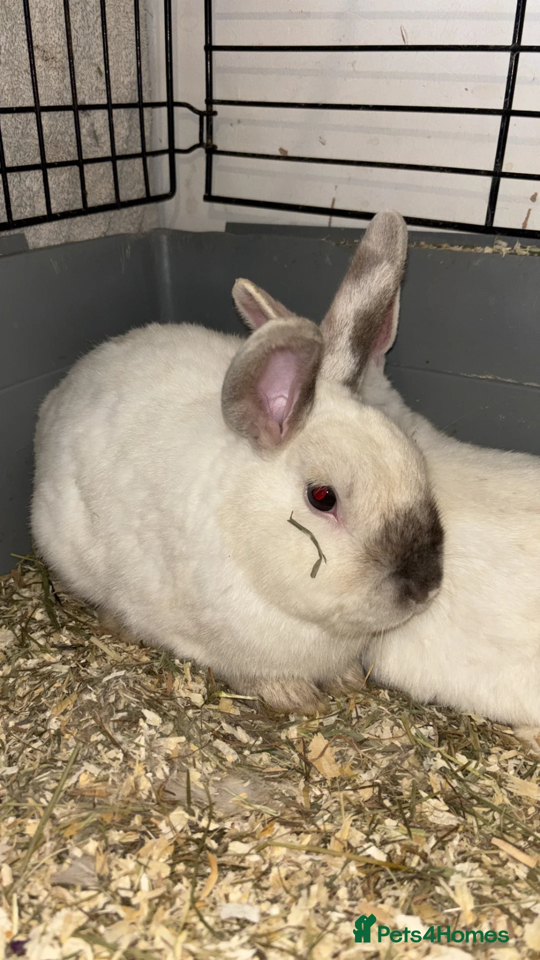Mixed Breed rabbits for sale: 2 BUCKS  in Bradford - Advert 1