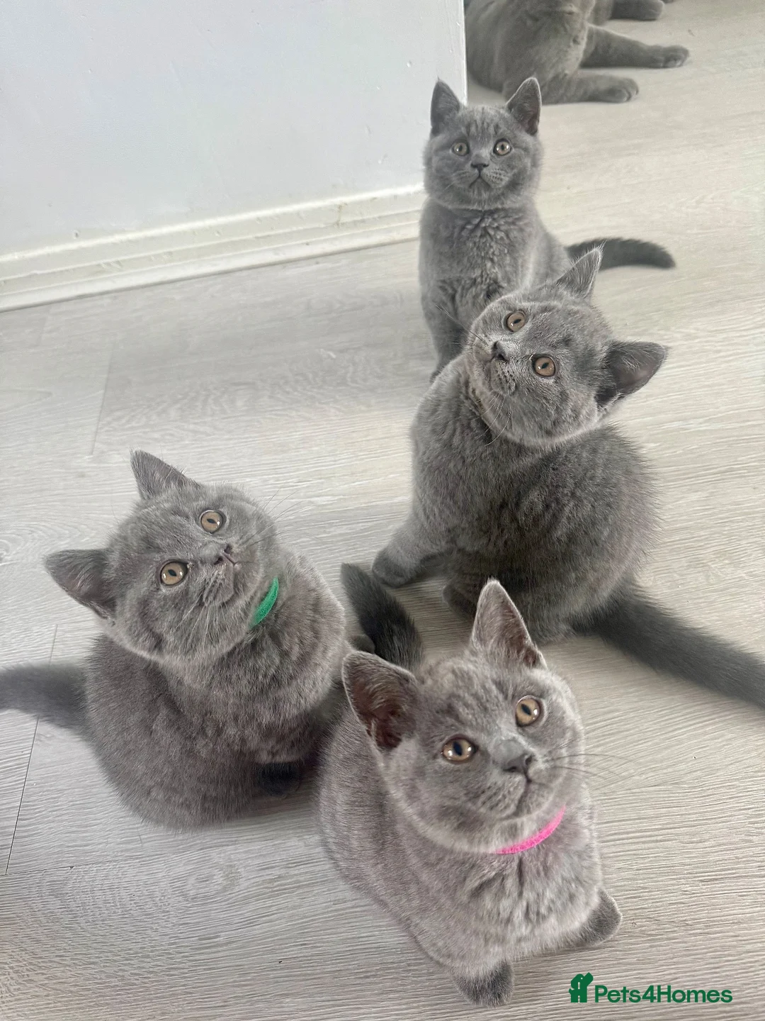 British Shorthair cats for sale: 🩵 Pedigree 🩵 British shorthair boy  - Advert 2