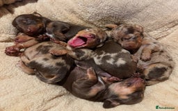 Miniature Dachshund dogs for sale: Beautiful Purebred Miniature Dachshund Puppies - Image 1