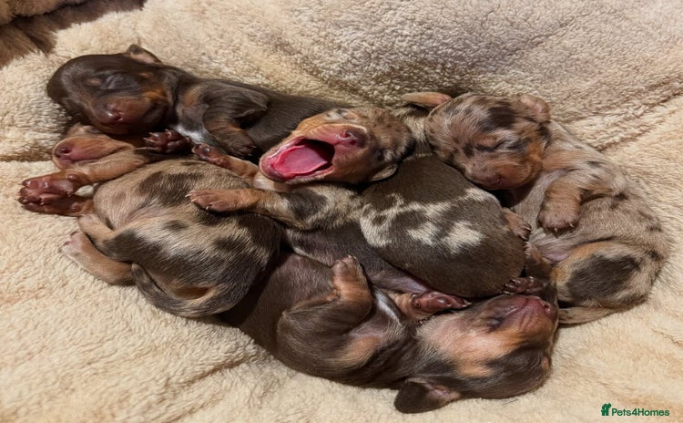 Miniature Dachshund dogs - Advert 4